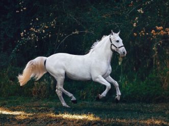 Cheval