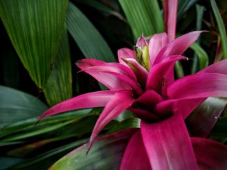 Fushia