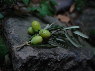 Olive