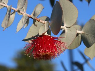 eucalyptus