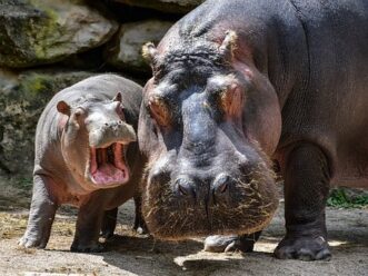 Hippopotame