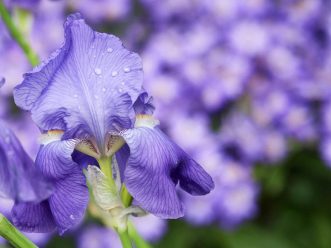 Iris